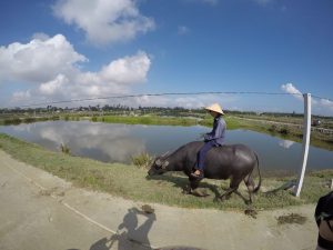 hoi an motorbike tours