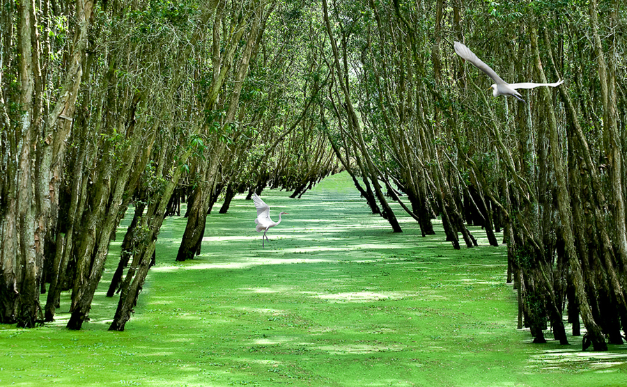 rừng ngâp mặn nguyên sinh rú chá